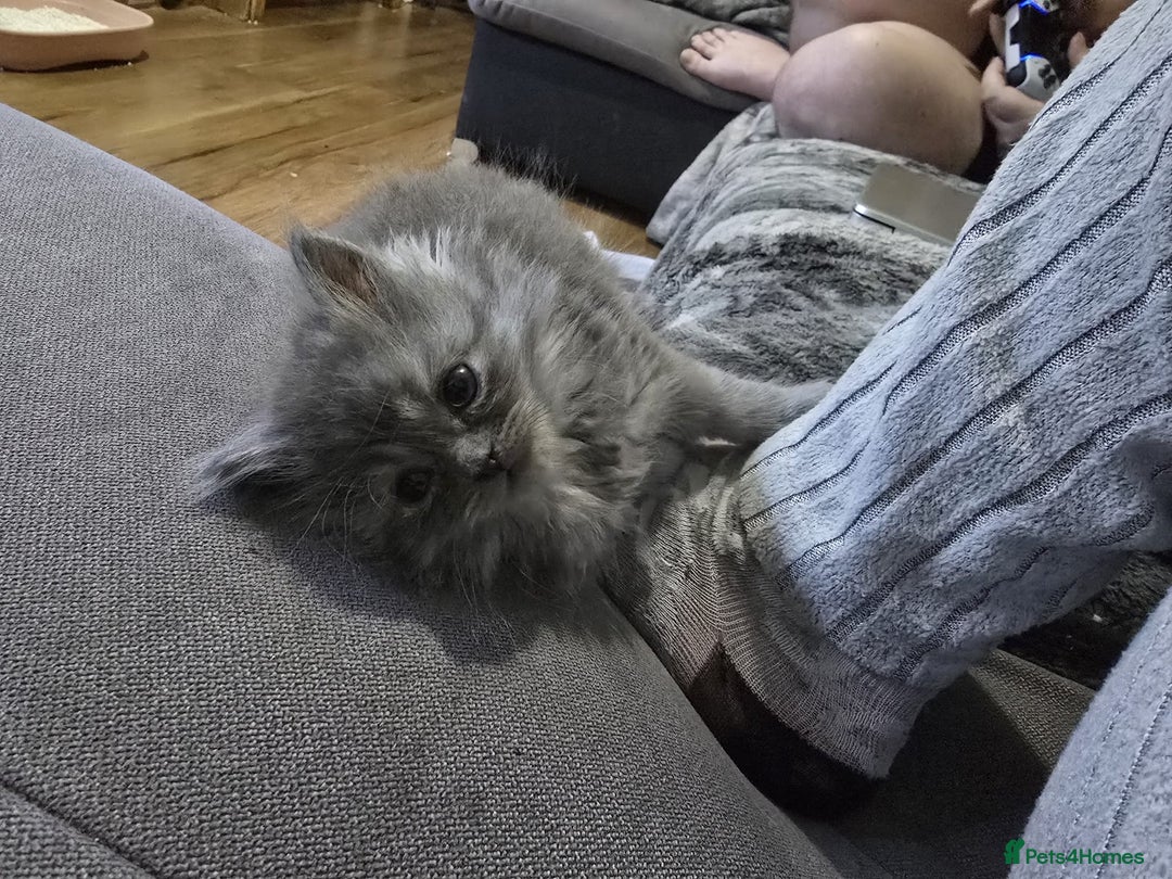 Persian cats for sale: 3 stunning Persian kittens ready now.  - Advert 30