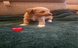 Schnoodle dogs for sale: 5 Adorable Schnoodle Puppies ❤️🩷💚💙🧡 - Image 18