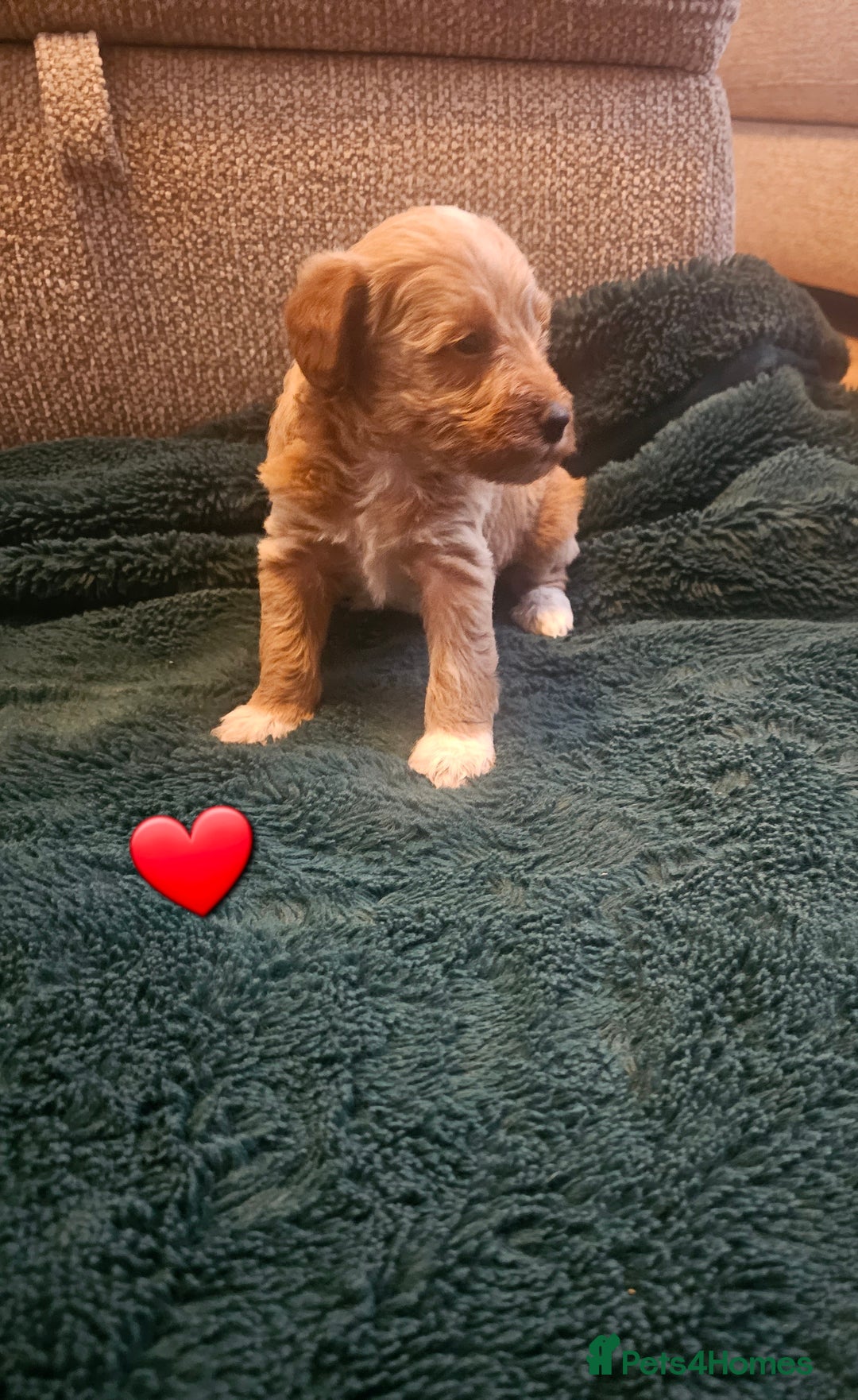 Schnoodle dogs for sale: 5 Adorable Schnoodle Puppies ❤️🩷💚💙🧡 - Image 18