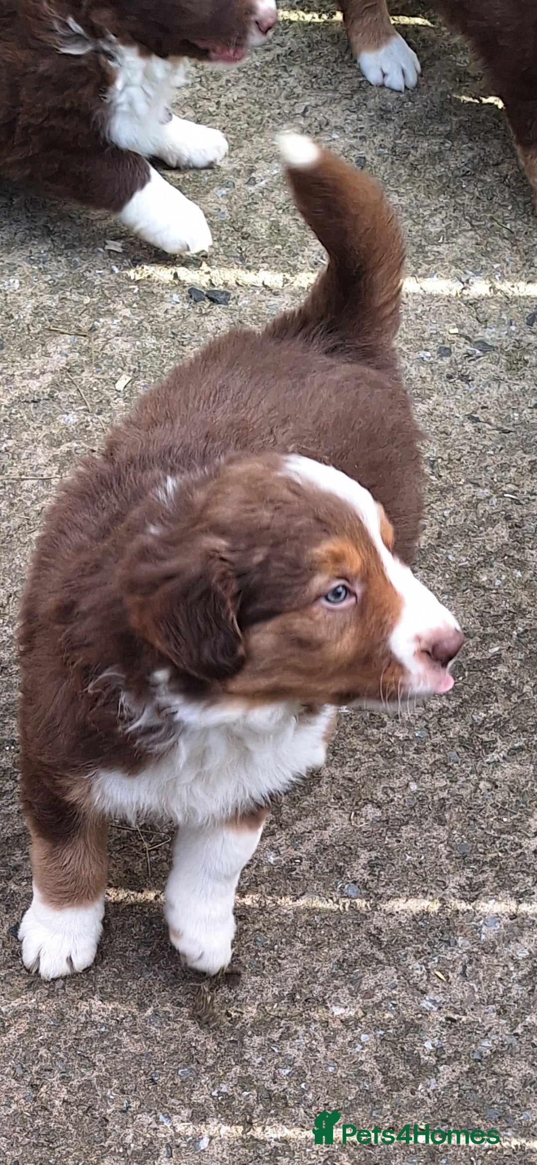 Border Collie dogs Border Collie puppies - Advert 10