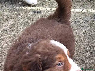 Border Collie dogs Border Collie puppies - Advert 10