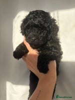 Cavapoo dogs BEAUTIFUL RARE BLACK/BLACK AND TAN CAVAPOOS - Advert 6