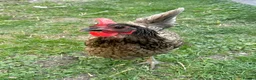 Chickens poultry for sale: 3 hens for sale in London - Advert 1