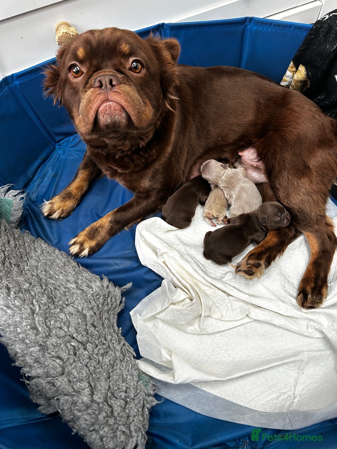 French Bulldog dogs for sale: READY TO LEAVE THIS WEEKEND FLUFFY FRENCH BULLDOGS - Advert 2