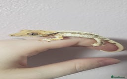 Gecko reptiles for sale: Crested Gecko Gargoyle &  Leachianus Gecko  in Wigston - Image 26