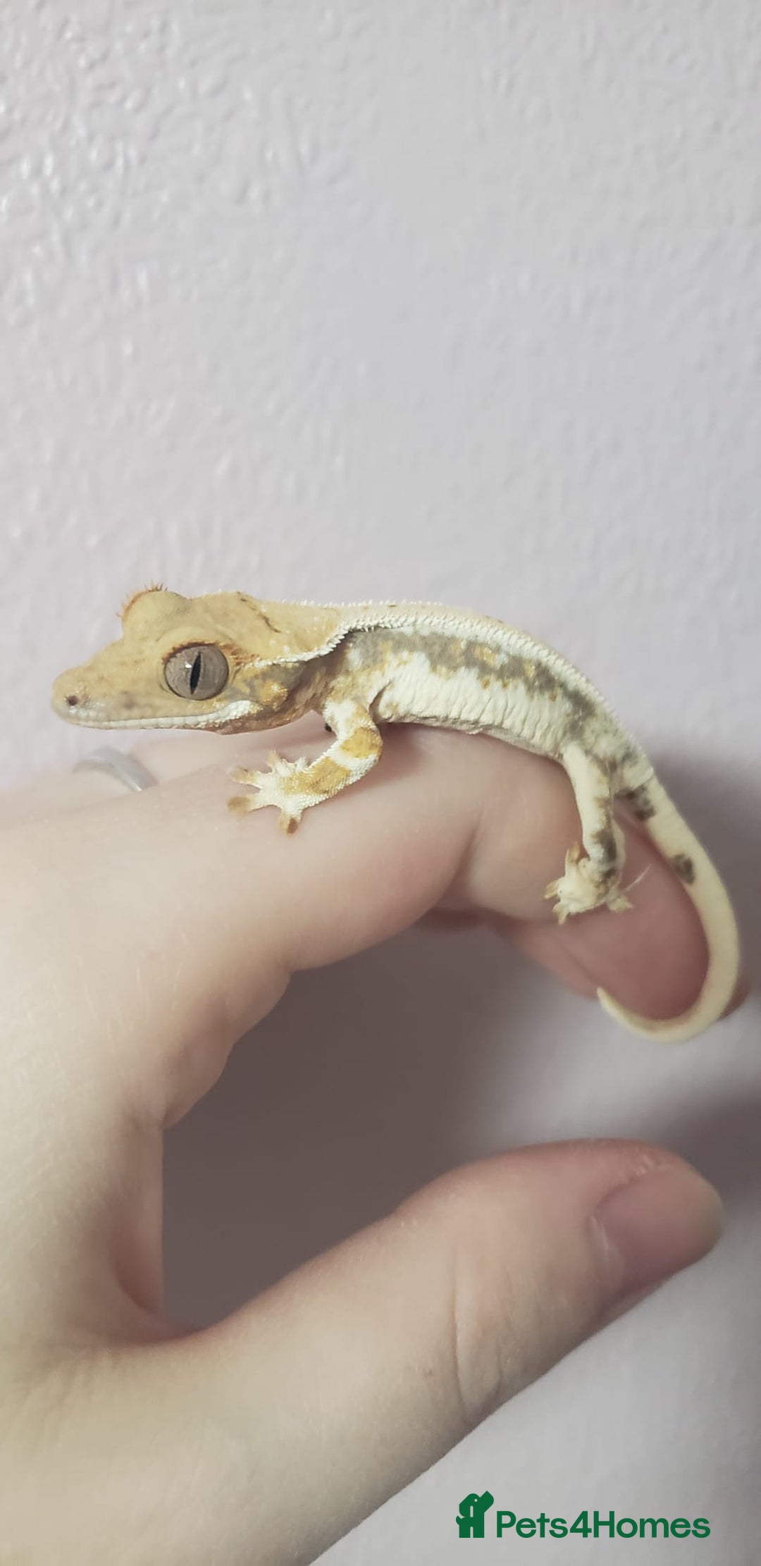 Gecko reptiles for sale: Crested Gecko Gargoyle &  Leachianus Gecko  in Wigston - Image 26