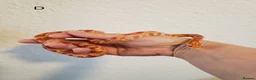 Corn Snake reptiles for sale: Juvenile corn snakes in Doncaster - Advert 6