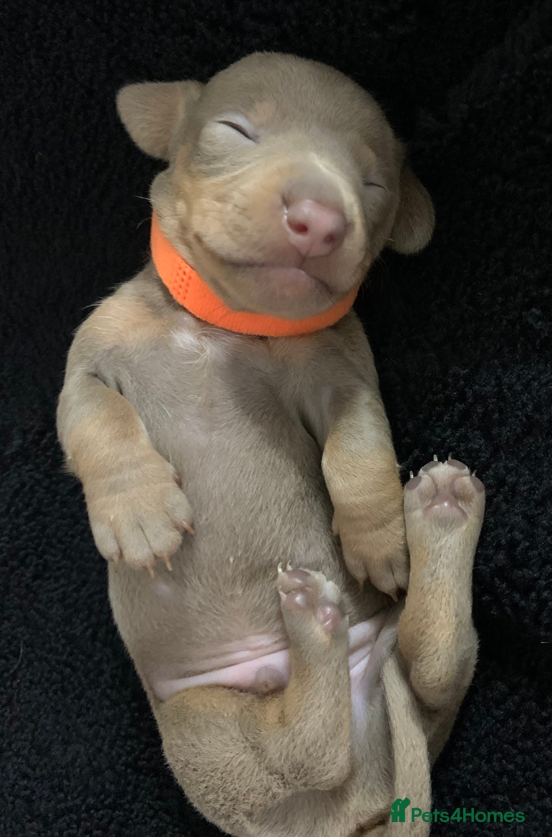 Miniature Dachshund dogs for sale: 🌟QUALITY KC REG & PRA CLR MINIATURE DACHSHUNDS🌟 - Image 19