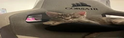 Mixed Breed cats for sale: 2 female kittens to leave together rehoming - Advert 2