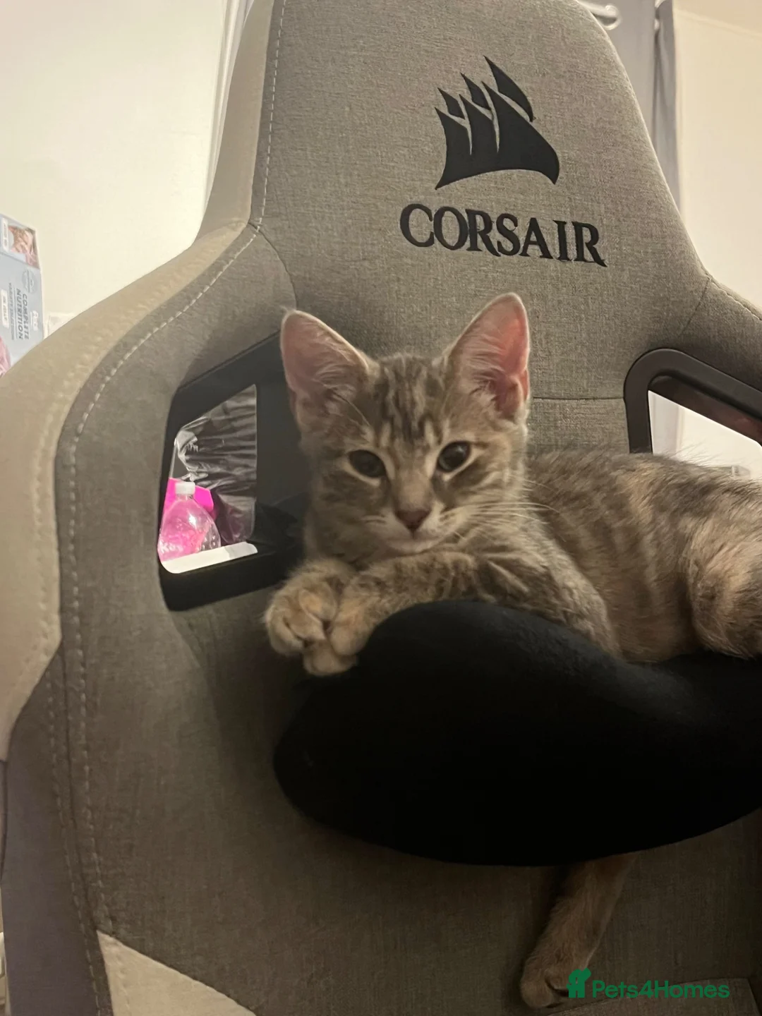 Mixed Breed cats for sale: 2 female kittens to leave together rehoming - Advert 2