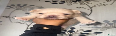 French Bulldog Puppy 4