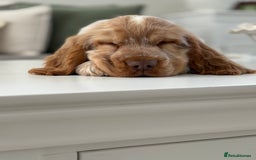 Cocker Spaniel dogs for sale: Show type cocker spaniels 🐶 ready now 🐶 - Image 13