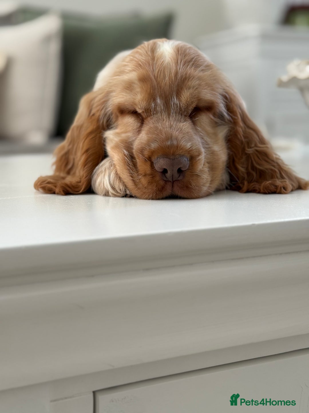 Cocker Spaniel dogs for sale: Show type cocker spaniels 🐶 ready now 🐶 - Image 13