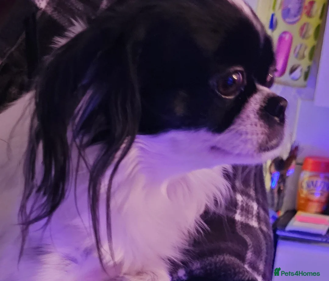 Mixed Breed dogs for sale: Papillon x Chihuahu ADULT Female  - Advert 2