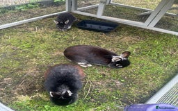 Netherland Dwarf rabbits for sale:  3 Netherland Dwarf Rabbits – Mum, Dad & Baby  - Image 1