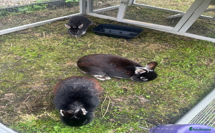 Netherland Dwarf rabbits - Advert 6