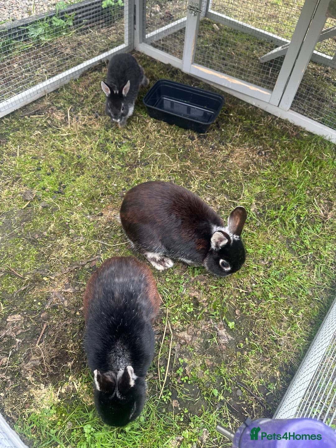 Netherland Dwarf rabbits for sale:  3 Netherland Dwarf Rabbits – Mum, Dad & Baby  - Image 1