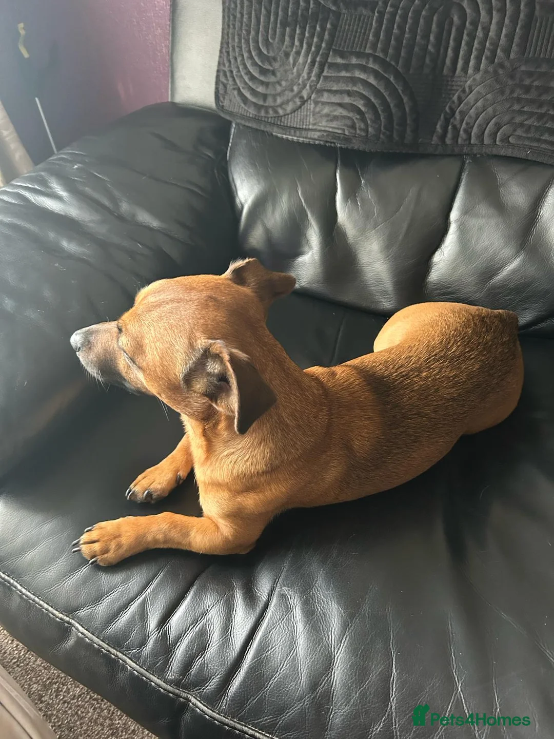 Jack Russell dogs for stud: Rusty stunning Jack Russell available for Stud in Sheffield - Advert 2