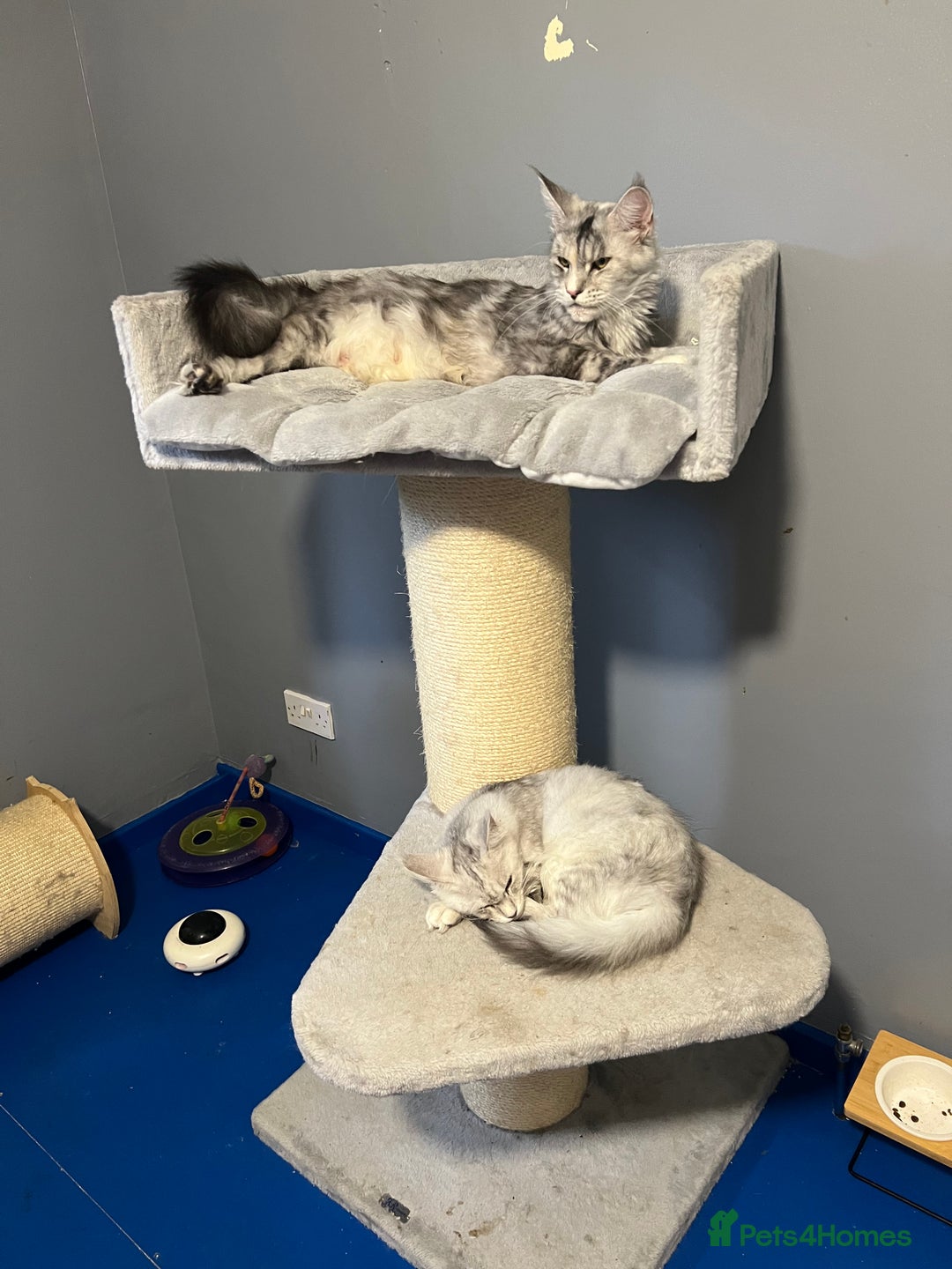 Maine Coon cats for sale: GCCF register girls  - Image 5