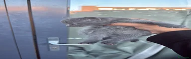 Full grey 
