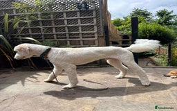 Goldendoodle dogs for adoption: Hamish – Ready for His Forever Home - Image 8