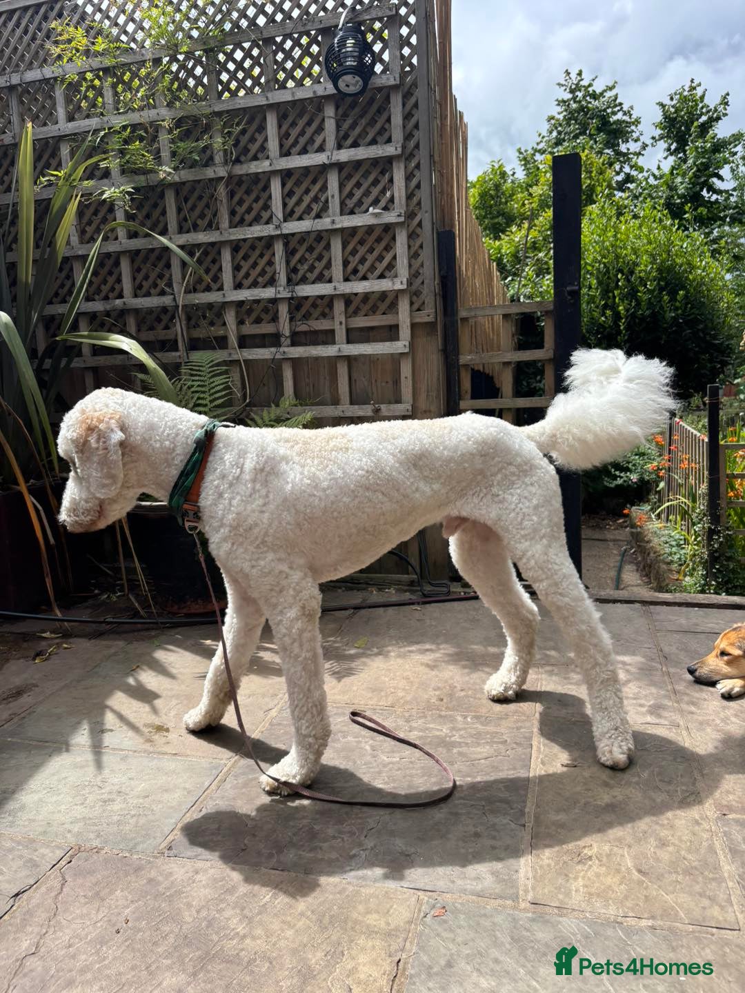 Goldendoodle dogs for adoption: Hamish – Ready for His Forever Home - Image 8