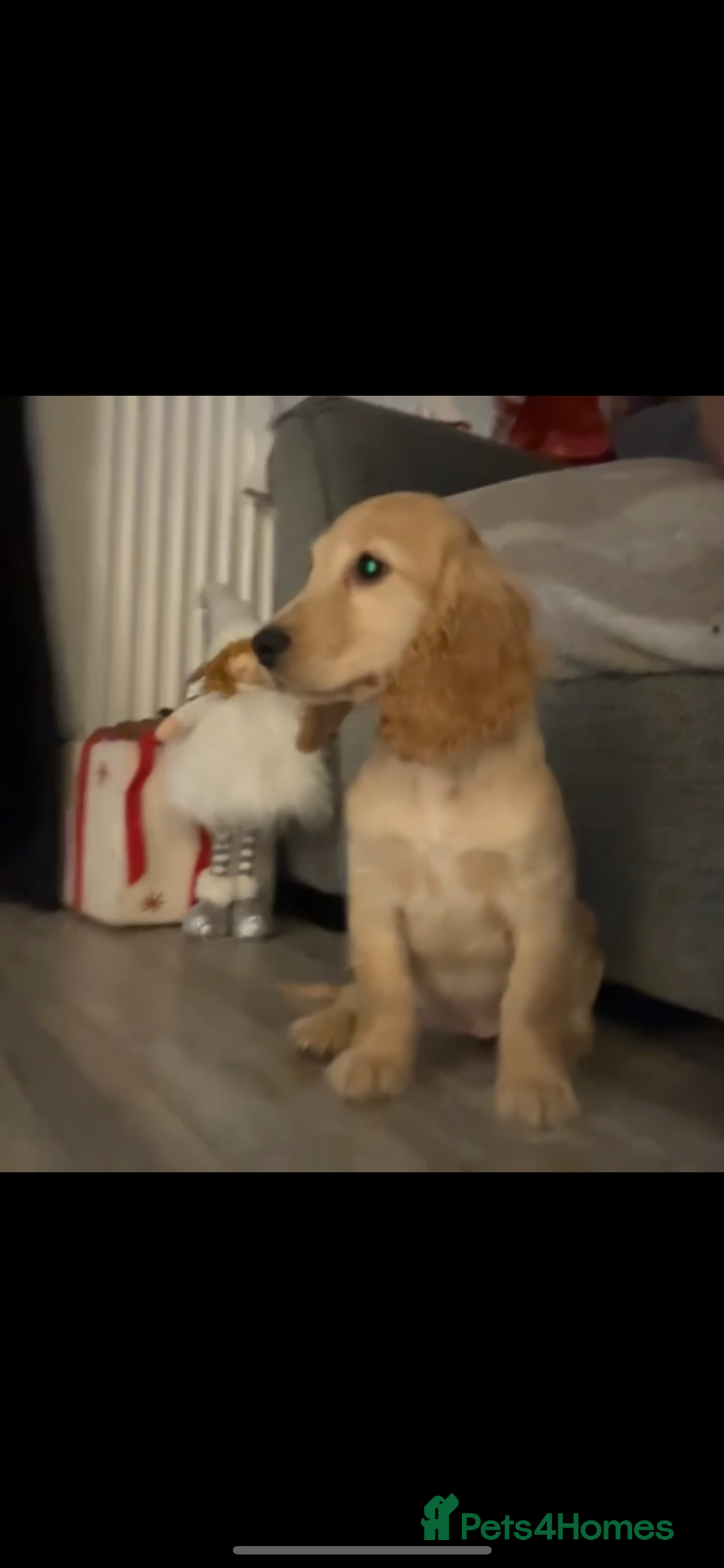 Cocker Spaniel dogs for sale: Show Cocker spaniel  - Advert 3