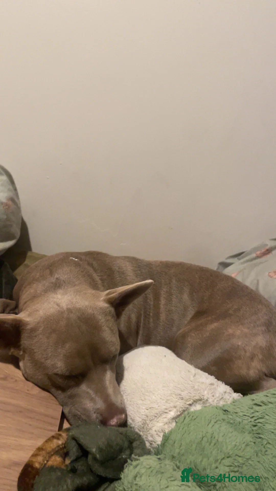 Mixed Breed dogs for sale:  thai ridgeback cross - Advert 5