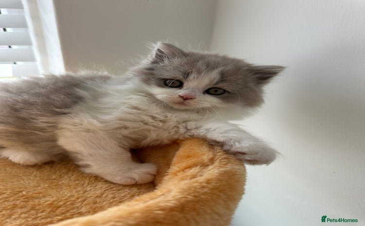 British Shorthair cats - Advert 6