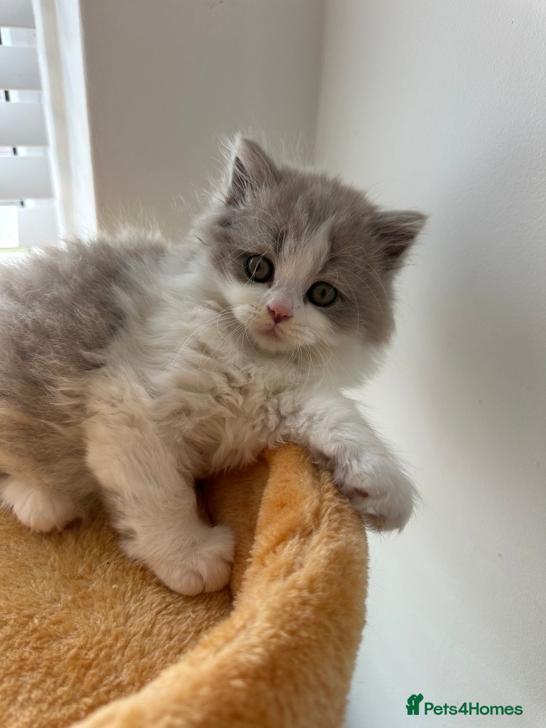 British Shorthair cats for sale: 🐻 Beautiful Teddy Bear BSH and BLH 🐻 - Image 1