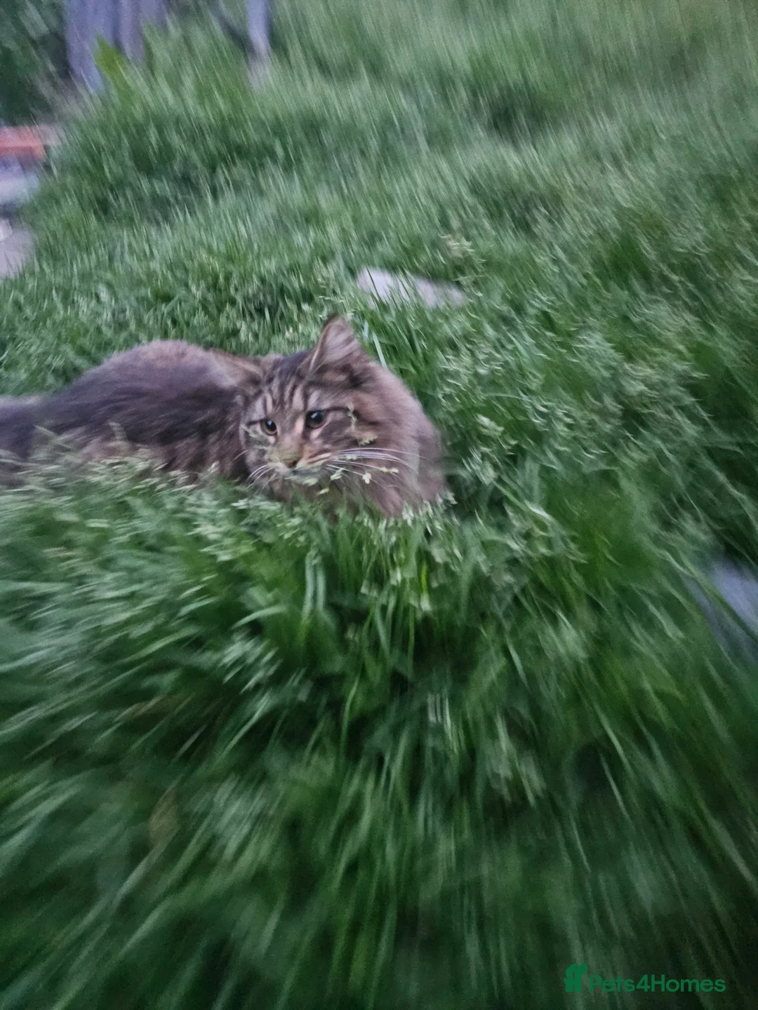 Maine Coon cats for sale: Boy Maine Coon (Open To Offers) - Advert 4