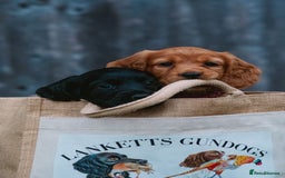 Cocker Spaniel dogs for stud: Gunner, KC Registered, Fully Health Tested WCS in Bury Saint Edmunds - Image 13