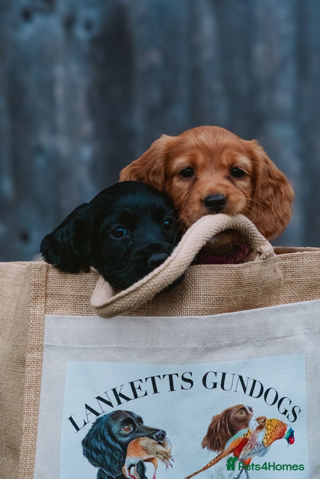 Cocker Spaniel dogs for stud: Gunner, KC Registered, Fully Health Tested WCS in Bury Saint Edmunds - Image 13