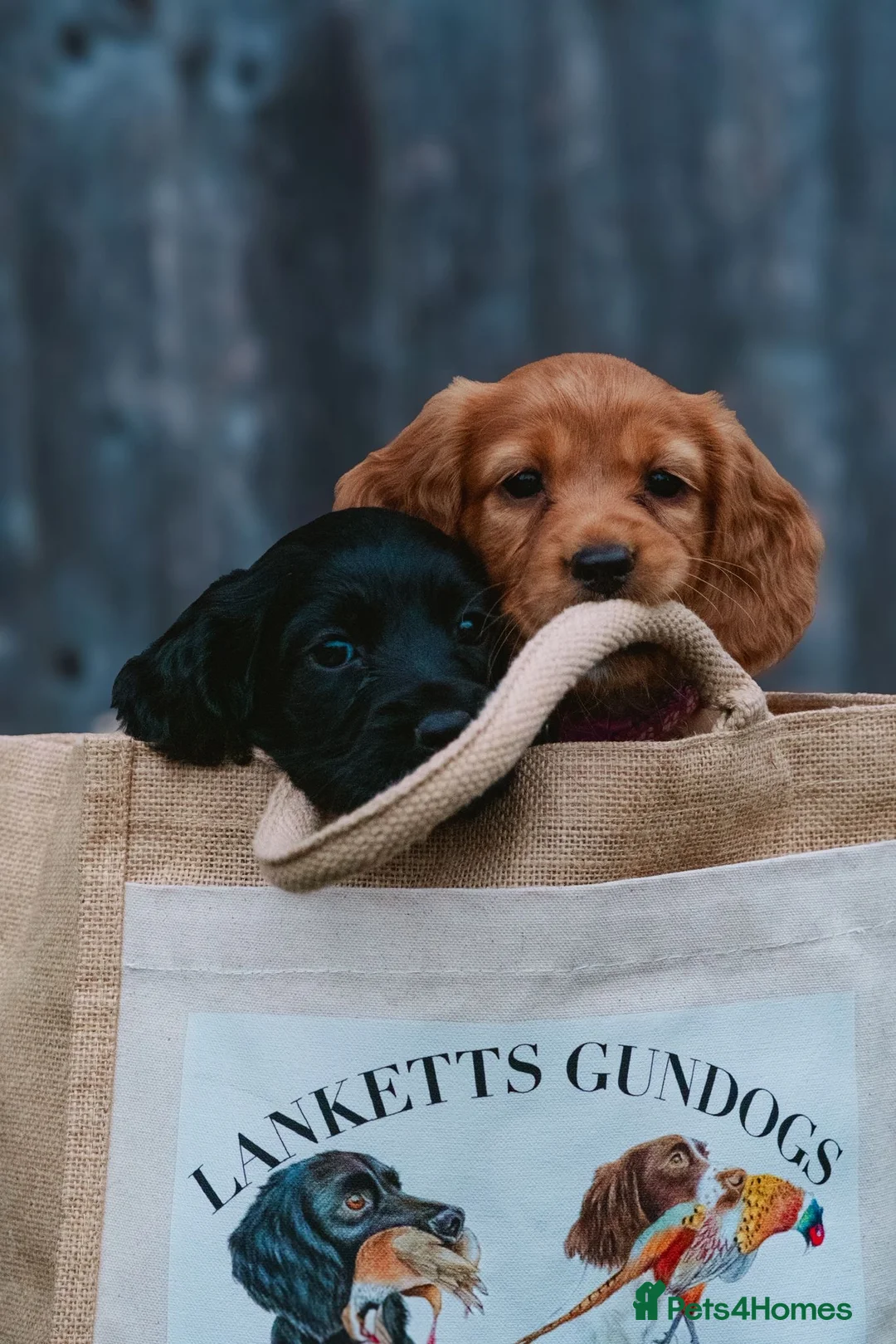 Cocker Spaniel dogs for stud: Gunner, KC Registered, Fully Health Tested WCS in Bury Saint Edmunds - Advert 13