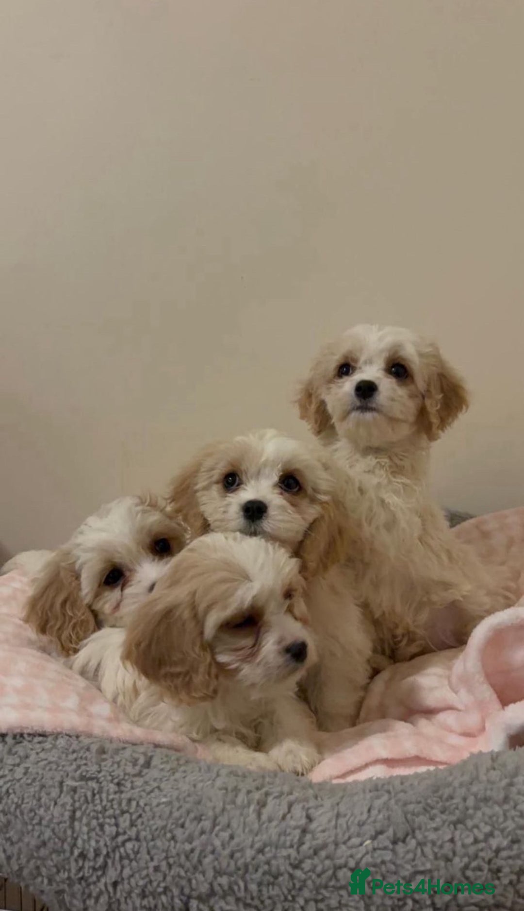 Cavachon dogs for sale: cavachon Puppies  - Advert 2
