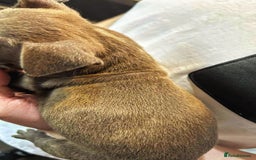 Mixed Breed dogs for sale: French Bulldog x Staffie Puppies - Rare colours - Image 8