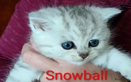 Persian cats for sale: Persian Cross - Ready 12th November  - Image 18