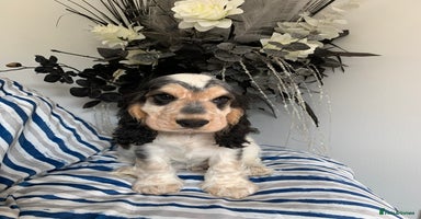 Cocker Spaniel dogs in Abergele - Advert 11