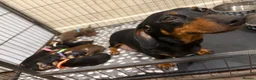 Dachshund dogs for sale: Dachshund puppies  - Advert 2