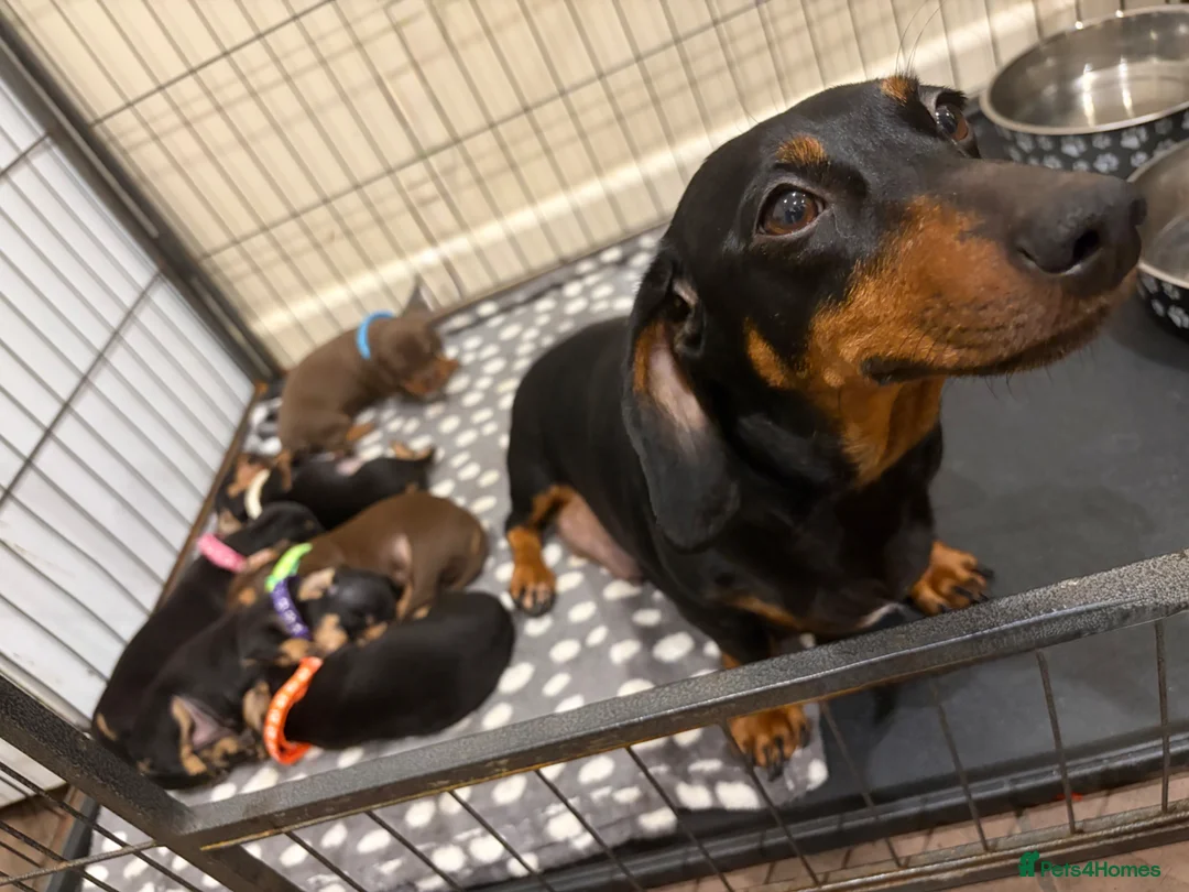 Dachshund dogs for sale: Dachshund puppies  - Advert 2
