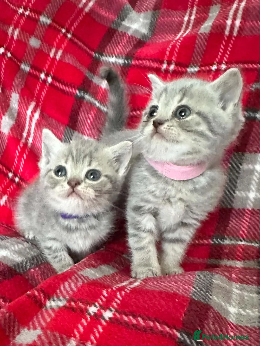 British Shorthair cats for sale: Stunning Grey Stripe Purebred BSH 2 Girls - Advert 1