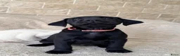 Labrador Retriever dogs for sale: KC Reg Black Labrador Puppies – Only 2 Girls Left! - Advert 10