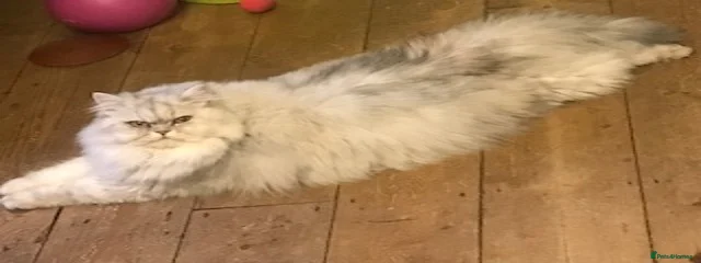 LILYKIT