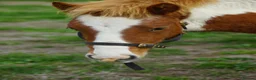 Dartmoor horses for sale: Beautiful & quiet Dartmoor Hill Colt in Colchester - Advert 13
