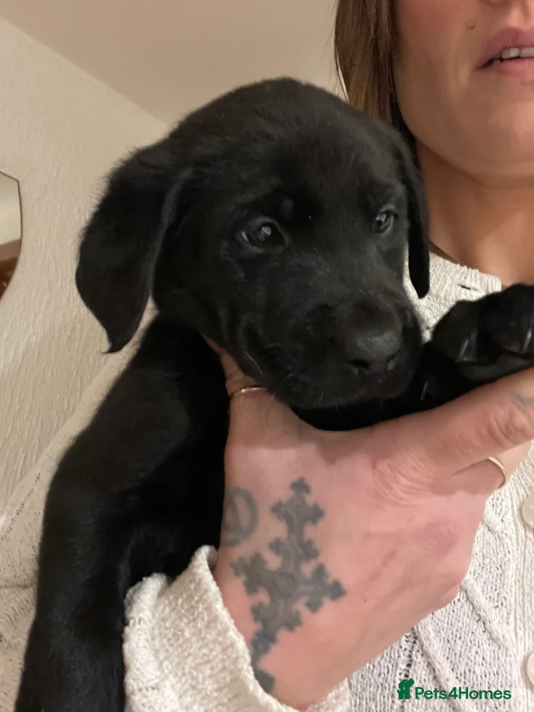 Labrador Retriever dogs for sale: Black male lab pup - Advert 3