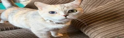 British Shorthair cats for sale: 5 Chocholate golden British shorthair kittens 🐱  - Advert 16
