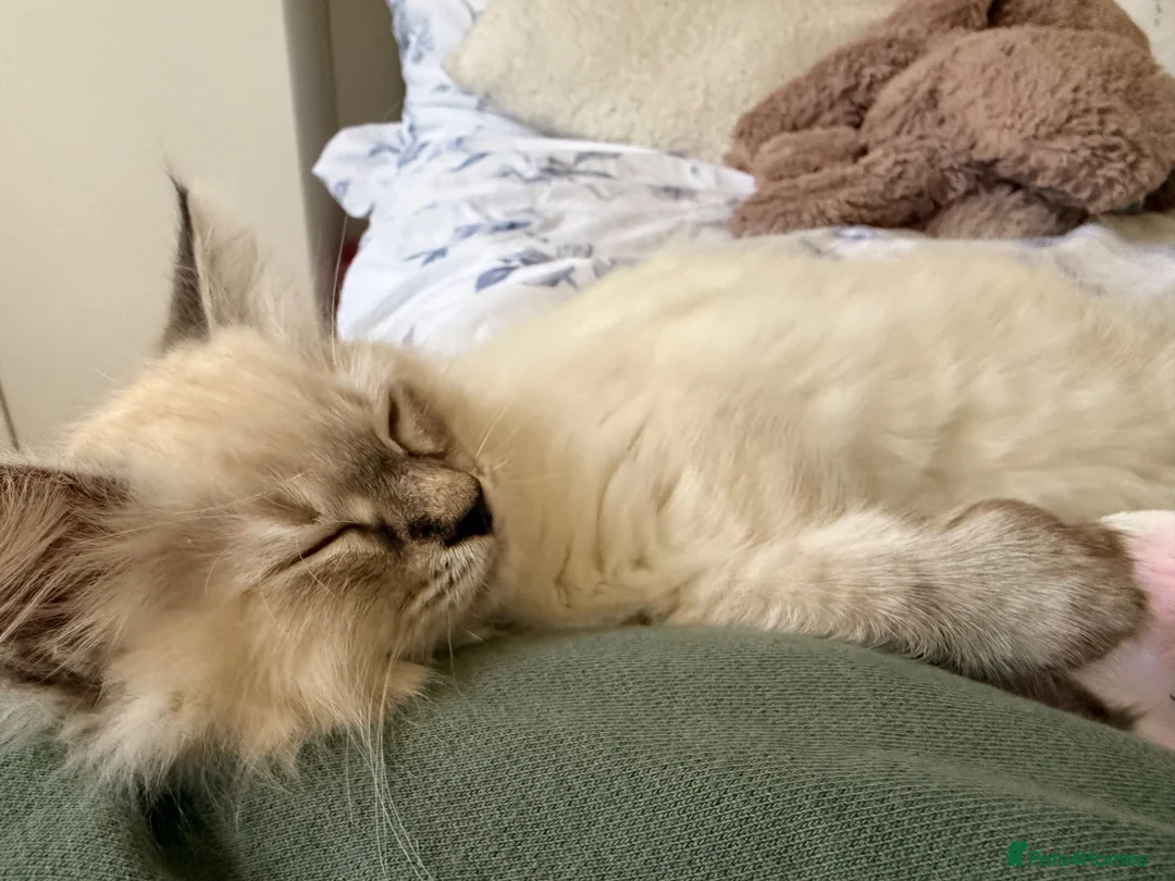 Ragdoll cats for sale: Ragdoll kitten in Bournemouth - Advert 1