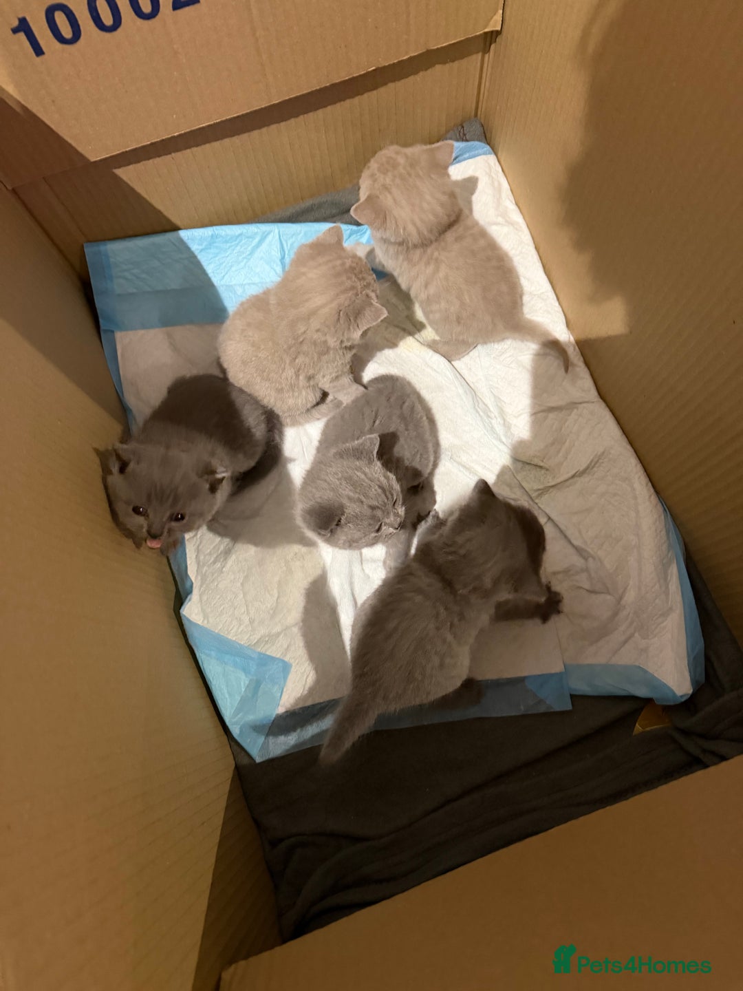 British Shorthair cats for sale: British short hair  - Advert 4