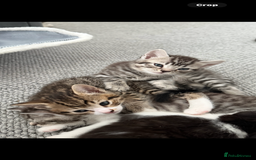British Shorthair cats for sale: Beautiful half BSH Kittens  - Image 17