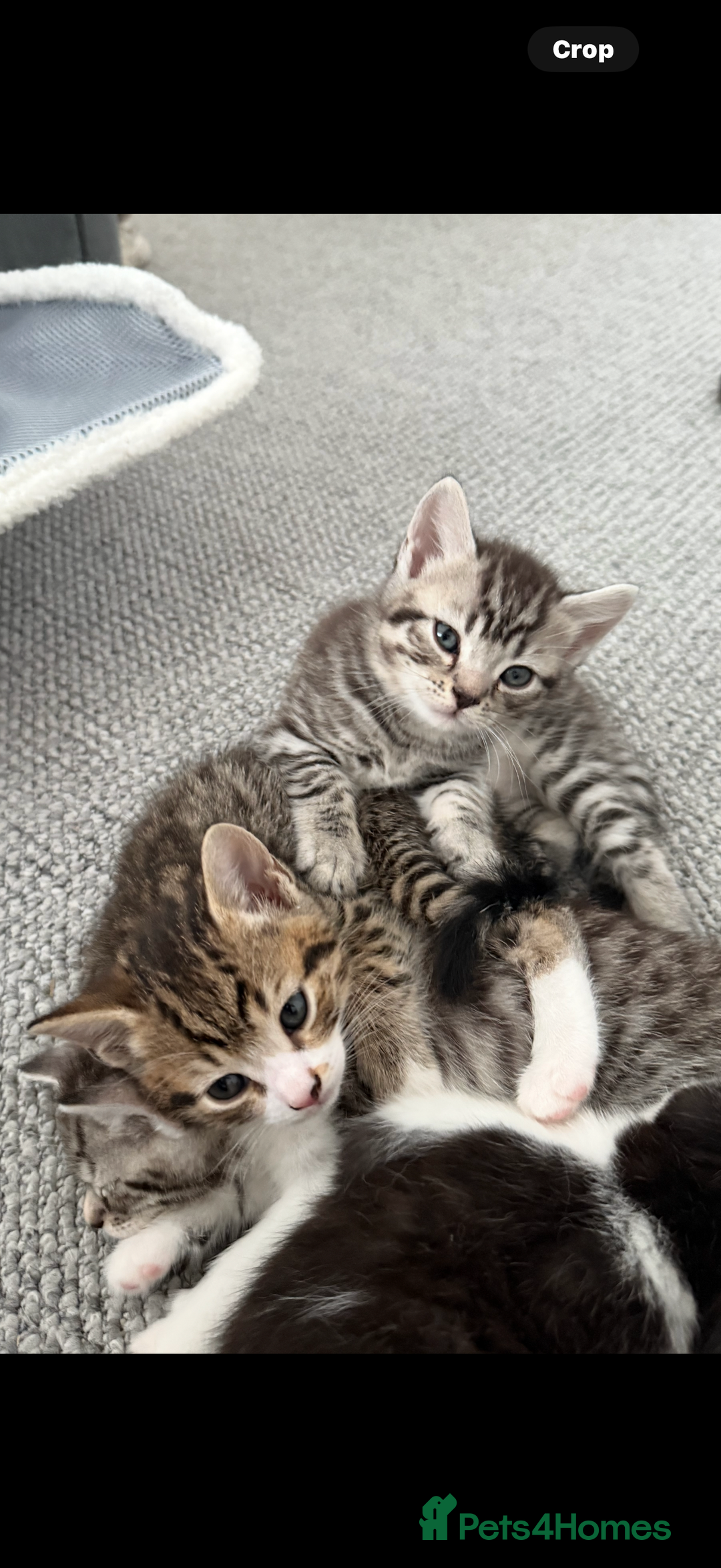 British Shorthair cats for sale: Beautiful half BSH Kittens  - Image 17